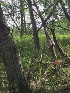 abigale mandler onlyfans leaks nude