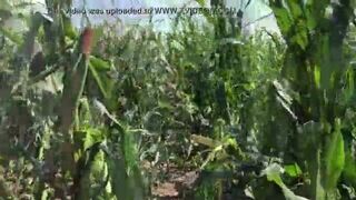 Amazing Riley Jacobs playing in corn field