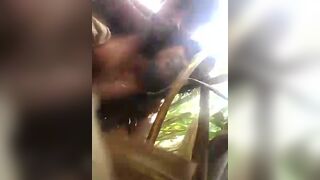 Countryside couple having sextape secretly in the sugarcane field
 Indian Video Tape