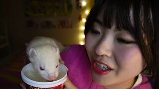 ASMR With My Boy Ferrets (Pure Chaos)