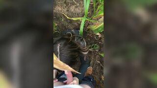 Sexy horny couple fucking in the cornfield